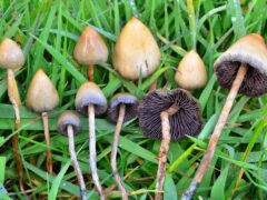 Magic Mushroom Retreat