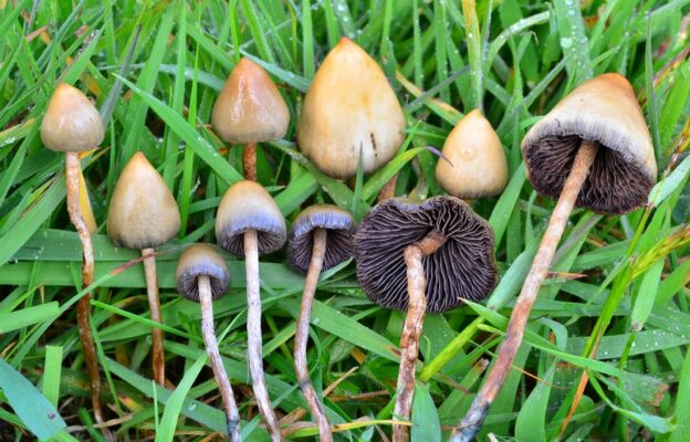 Magic Mushroom Retreat: All You Need to Know